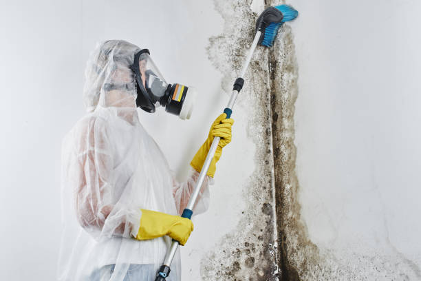 Best Crawl Space Mold Remediation in Essex, IL
