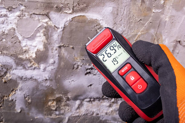 Best Basement Mold Remediation in Essex, IL