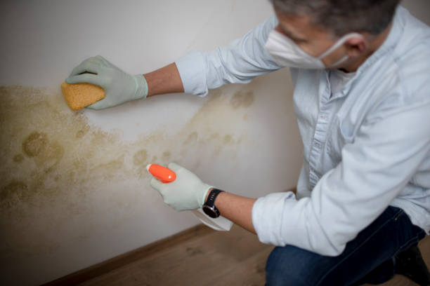 Best White Mold Remediation in Essex, IL