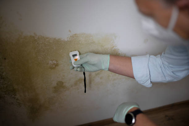 Best Residential Mold Remediation in Essex, IL