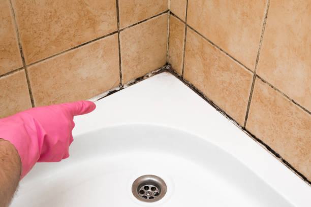 Best Insurance-Related Mold Remediation in Essex, IL