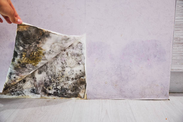 Best Attic Mold Remediation in Essex, IL